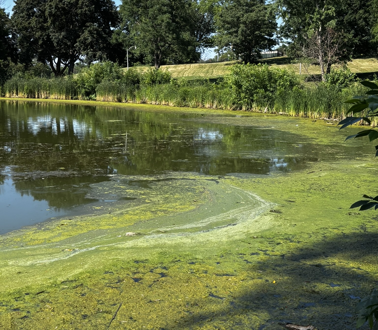 Algae biomass on water — the material Mosū works from