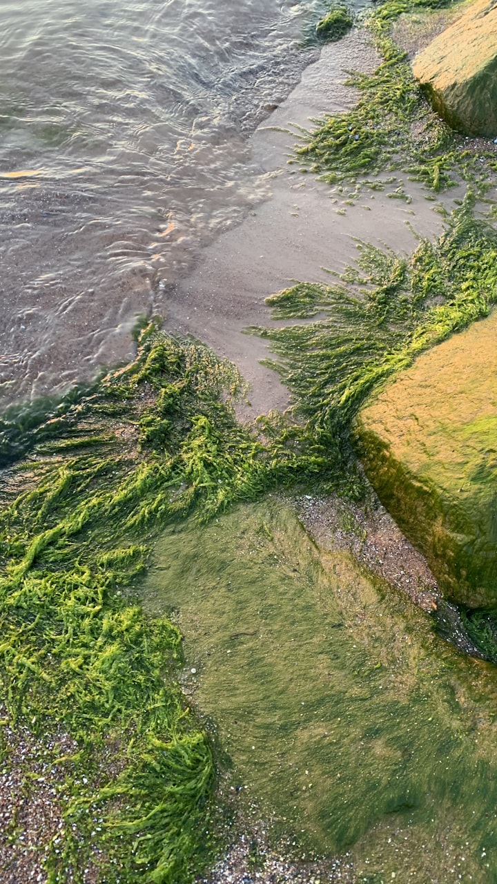 Green algae gathered along a wet shoreline